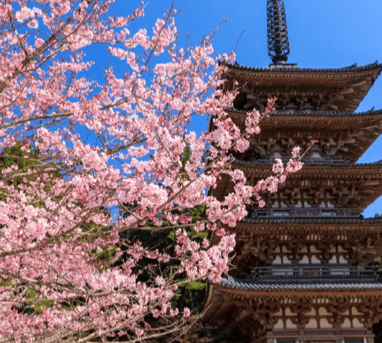 京都赏樱｜3. 醍醐寺